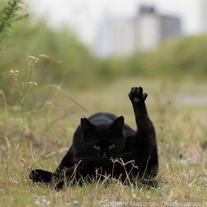 Pure Cat Joy: 35 Black Cats Caught in Funny, Curious, and Unexpected Moments by Masayuki Oki 64 Black cat lying in grass with one hind leg raised high in the air, looking toward the camera with a serious expression.