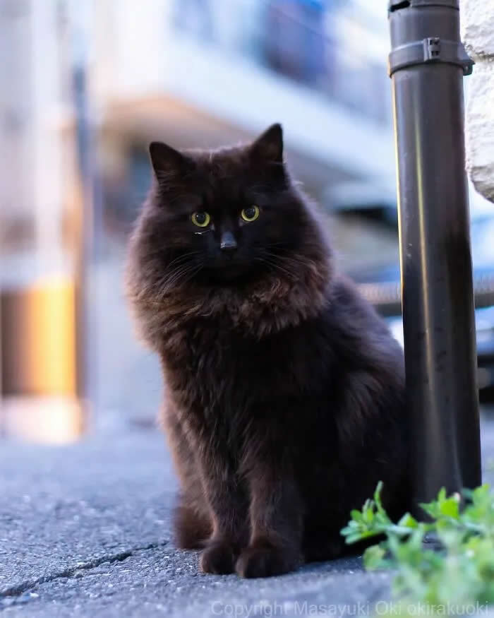 Pure Cat Joy: 35 Black Cats Caught in Funny, Curious, and Unexpected Moments by Masayuki Oki 65 Fluffy black cat sitting upright on a paved street beside a metal pole, staring directly at the camera with bright green eyes.