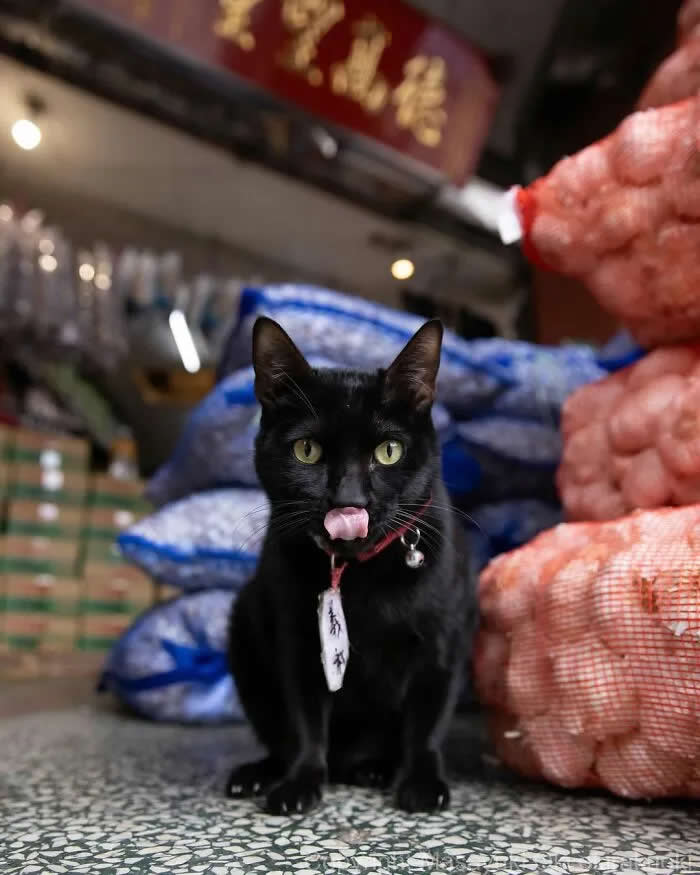 Pure Cat Joy: 35 Black Cats Caught in Funny, Curious, and Unexpected Moments by Masayuki Oki 66 Black cat sitting inside a market among stacked sacks of produce, wearing a collar and licking its nose while staring directly at the camera.