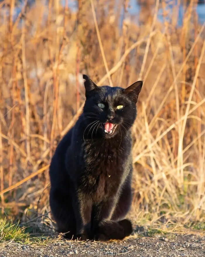 Pure Cat Joy: 35 Black Cats Caught in Funny, Curious, and Unexpected Moments by Masayuki Oki 67 Black cat sitting outdoors among tall dry grass, facing the camera with its mouth open and ears upright, appearing to vocalize.