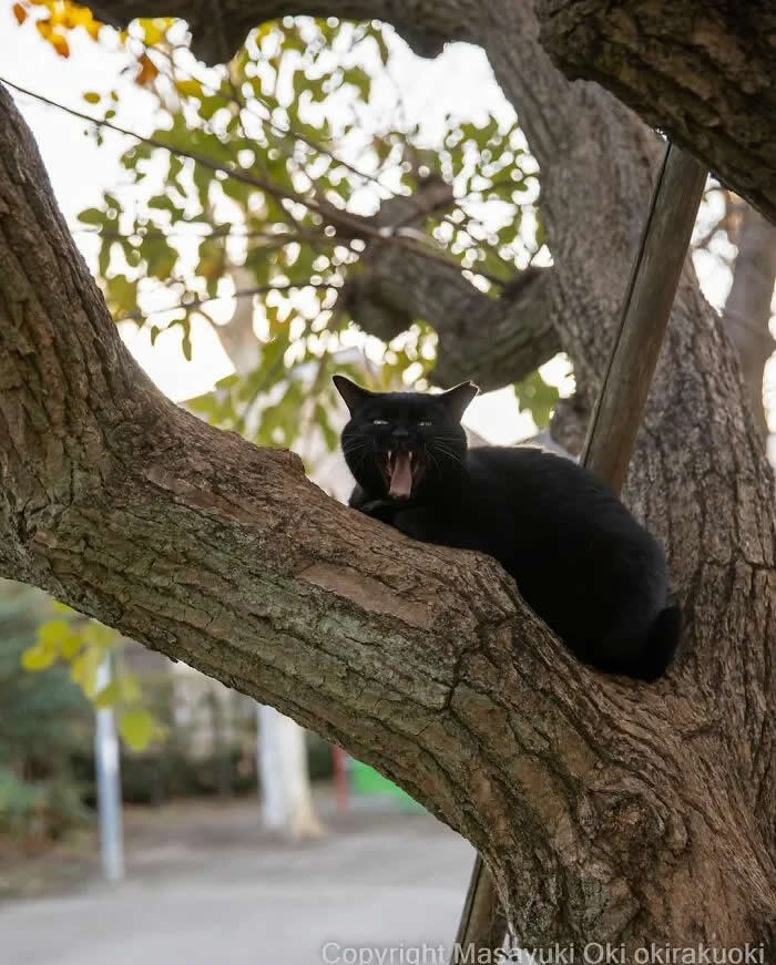 Pure Cat Joy: 35 Black Cats Caught in Funny, Curious, and Unexpected Moments by Masayuki Oki 68 Black cat perched on a large tree branch with its mouth open, surrounded by thick branches and green leaves in an outdoor setting.