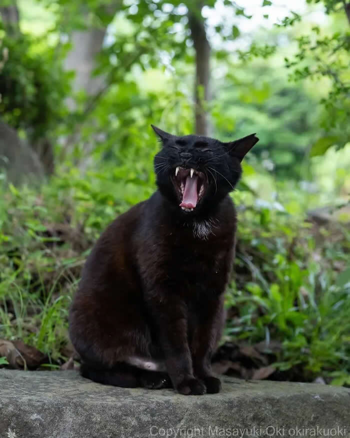 Pure Cat Joy: 35 Black Cats Caught in Funny, Curious, and Unexpected Moments by Masayuki Oki 69 Black cat sitting on a stone ledge in a green wooded setting, mouth wide open mid-yawn or vocalization, with eyes squeezed shut.