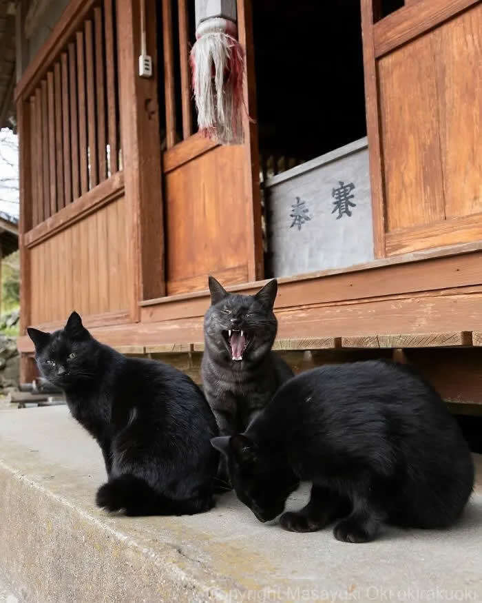 Pure Cat Joy: 35 Black Cats Caught in Funny, Curious, and Unexpected Moments by Masayuki Oki 70 Three black cats sitting outside a traditional wooden building, with the middle cat appearing to yawn or vocalize while the other two sit nearby.