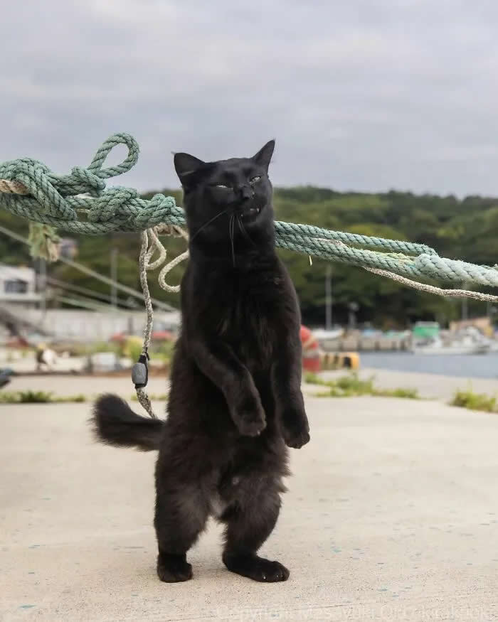 Pure Cat Joy: 35 Black Cats Caught in Funny, Curious, and Unexpected Moments by Masayuki Oki 71 Black cat standing upright beside thick harbor ropes, with boats, water, and a tree-covered shoreline visible in the background.