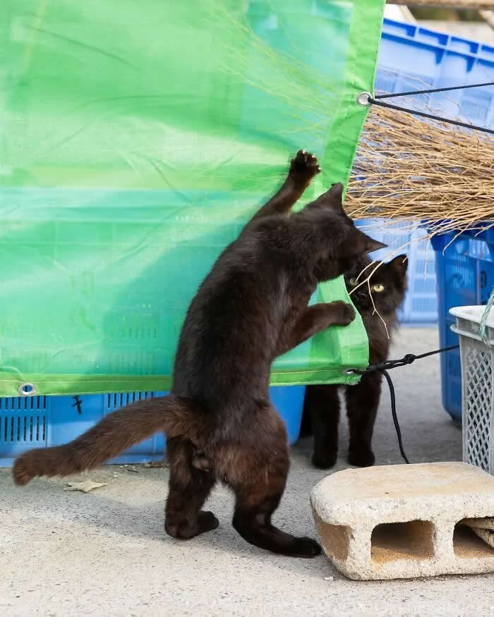 Pure Cat Joy: 35 Black Cats Caught in Funny, Curious, and Unexpected Moments by Masayuki Oki 72 Black cat reaching through a green tarp with one paw raised, while another black cat watches from behind near blue crates and fishing equipment.