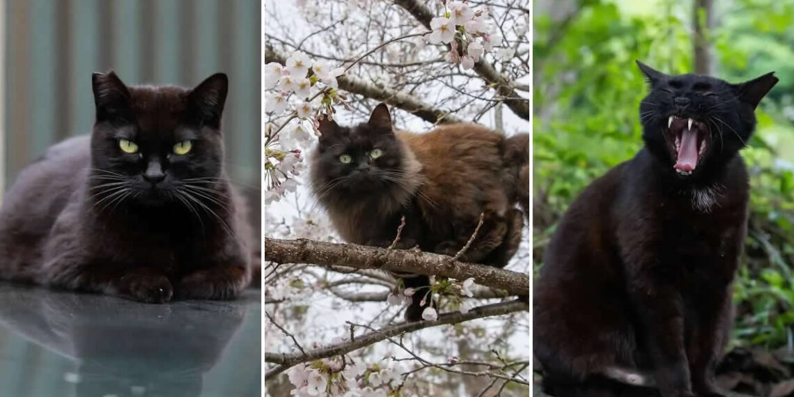 Pure Cat Joy: 35 Black Cats Caught in Funny, Curious, and Unexpected Moments by Masayuki Oki 36 Black Cats Caught in Funny, Curious, and Unexpected Moments by Masayuki Oki