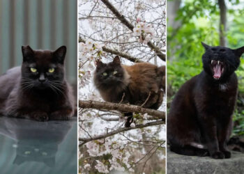 Black Cats Caught in Funny, Curious, and Unexpected Moments by Masayuki Oki