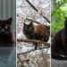 Black Cats Caught in Funny, Curious, and Unexpected Moments by Masayuki Oki