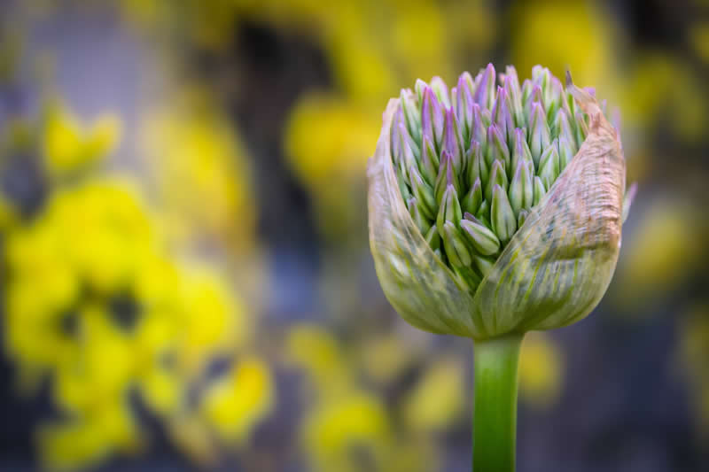 Gurushots Spring Snapshots Winners Photo Challenge