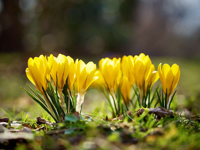 Gurushots Spring Snapshots Winners Photo Challenge