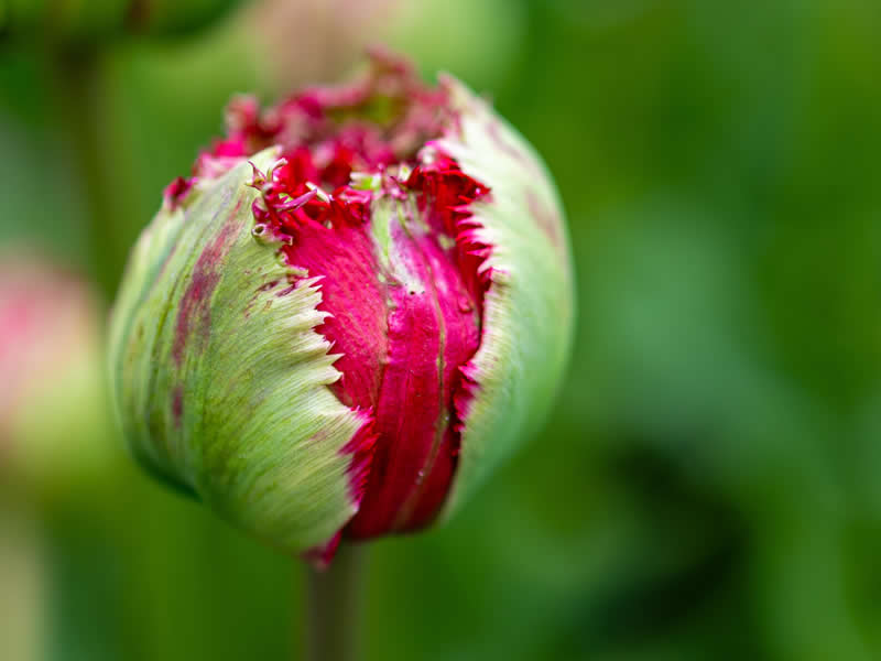 Gurushots Spring Snapshots Winners Photo Challenge