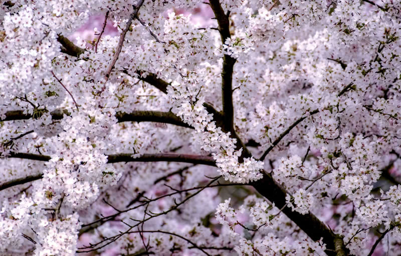 Gurushots Spring Snapshots Winners Photo Challenge