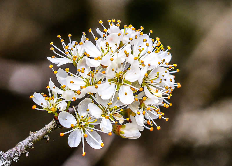 Gurushots Spring Snapshots Winners Photo Challenge
