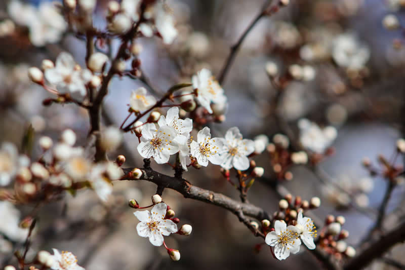 Gurushots Spring Snapshots Winners Photo Challenge