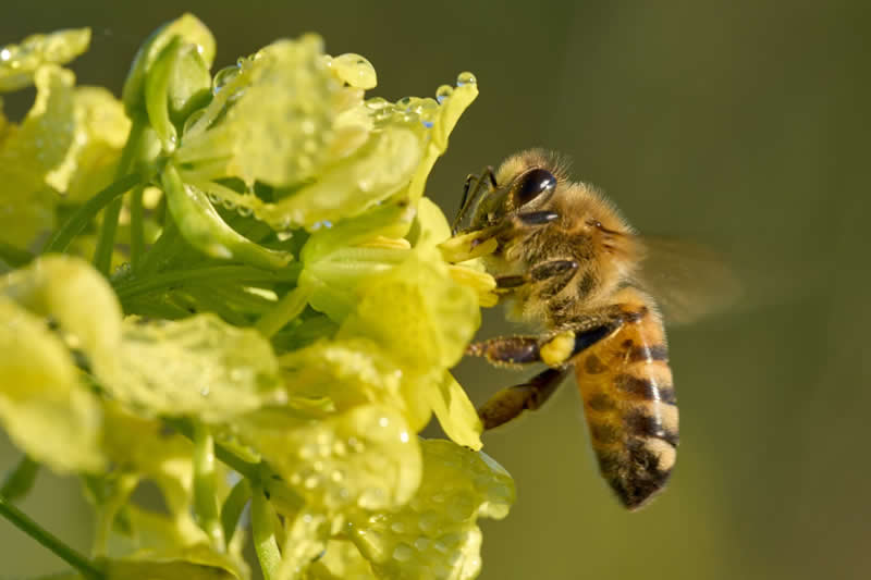 Gurushots Spring Snapshots Winners Photo Challenge