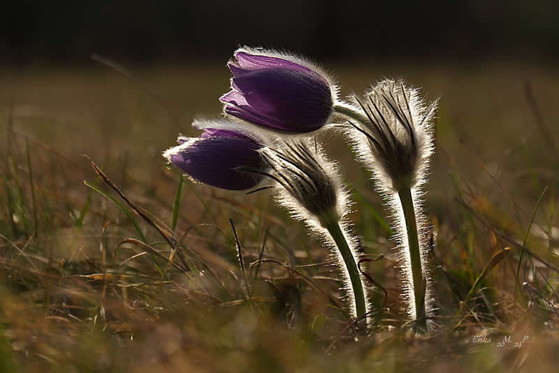 Gurushots Spring Snapshots Winners Photo Challenge