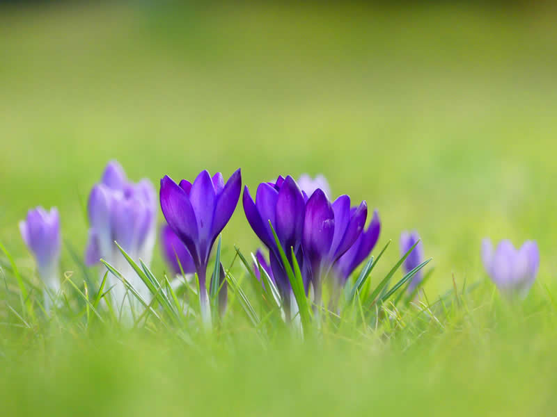 Gurushots Spring Snapshots Winners Photo Challenge