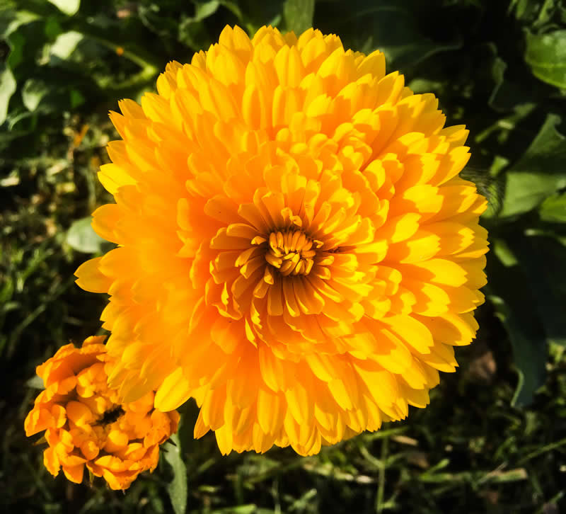 Gurushots Spring Snapshots Winners Photo Challenge