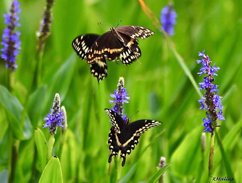 Gurushots Spring Snapshots Winners Photo Challenge
