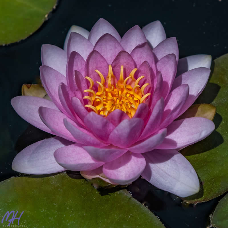 Gurushots Spring Snapshots Winners Photo Challenge