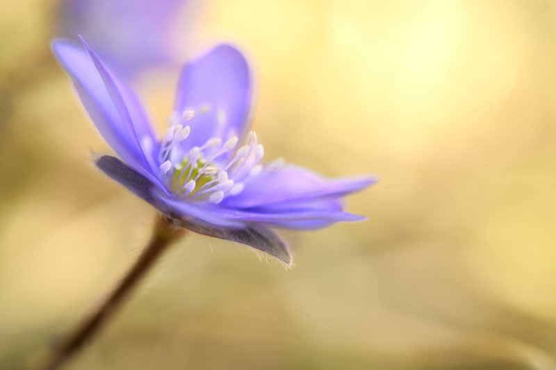 Gurushots Spring Snapshots Winners Photo Challenge