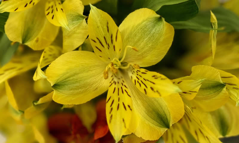 Gurushots Spring Snapshots Winners Photo Challenge