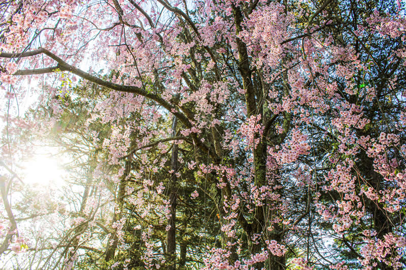 Gurushots Spring Snapshots Winners Photo Challenge