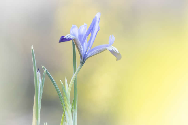 Gurushots Spring Snapshots Winners Photo Challenge