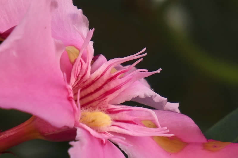 Gurushots Spring Snapshots Winners Photo Challenge