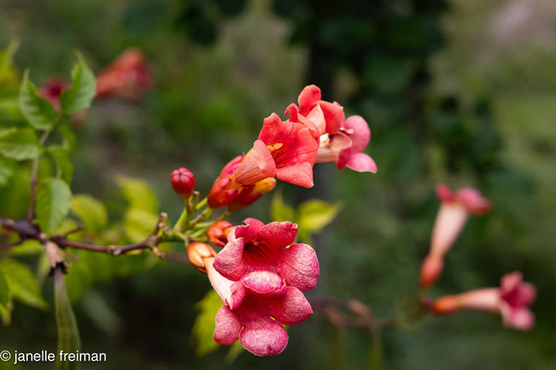Gurushots Spring Snapshots Winners Photo Challenge