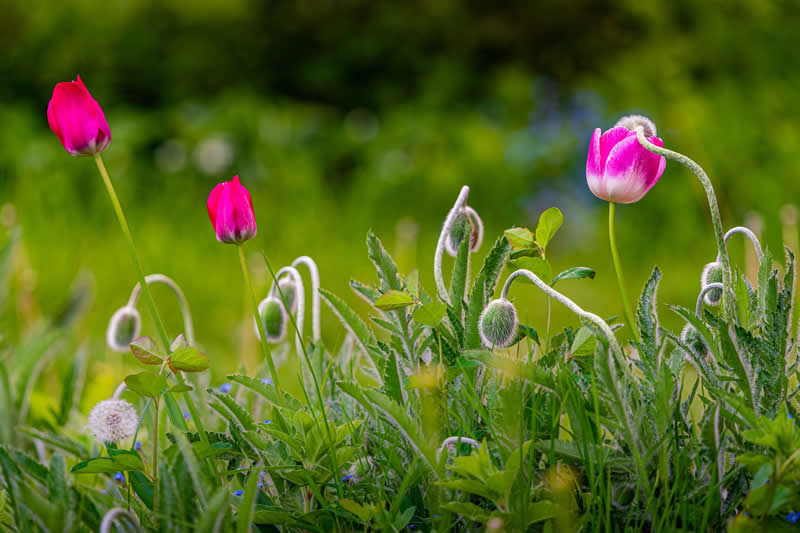 Gurushots Spring Snapshots Winners Photo Challenge