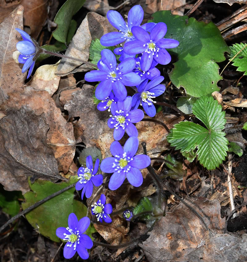 Gurushots Spring Snapshots Winners Photo Challenge