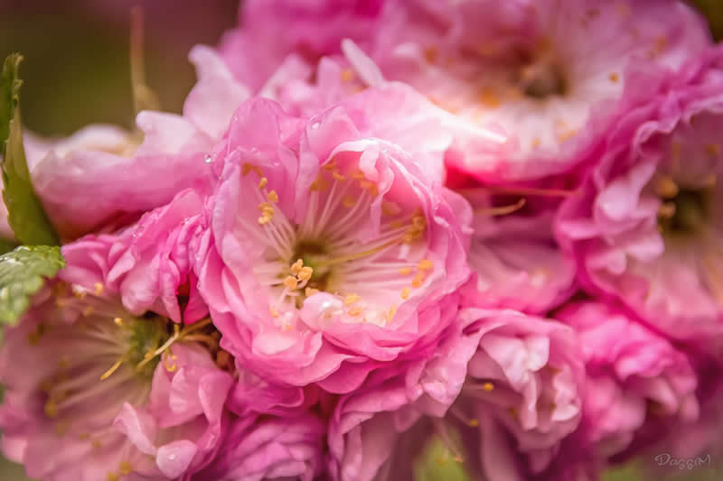 Gurushots Spring Snapshots Winners Photo Challenge