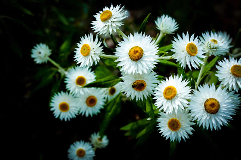 Gurushots Spring Snapshots Winners Photo Challenge