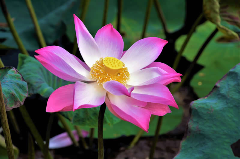 Gurushots Spring Snapshots Winners Photo Challenge