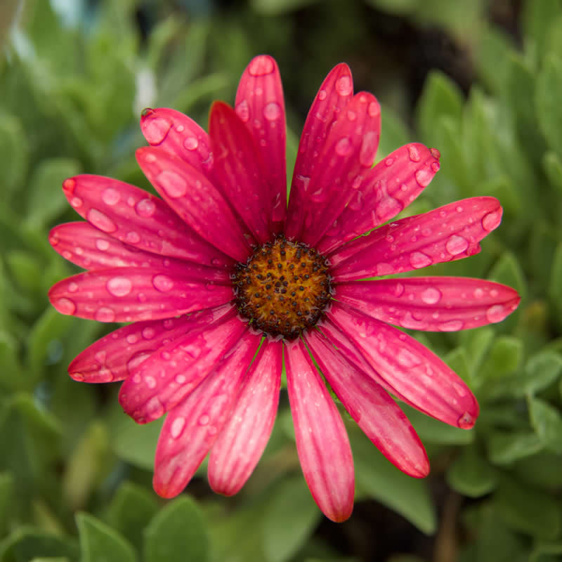 Gurushots Spring Snapshots Winners Photo Challenge