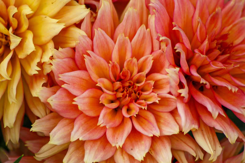 Gurushots Spring Snapshots Winners Photo Challenge