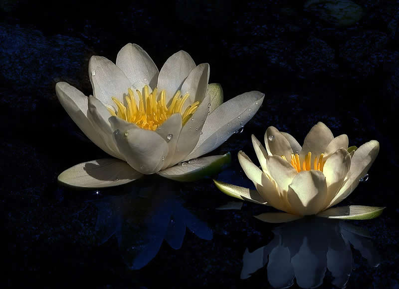 Gurushots Spring Snapshots Winners Photo Challenge