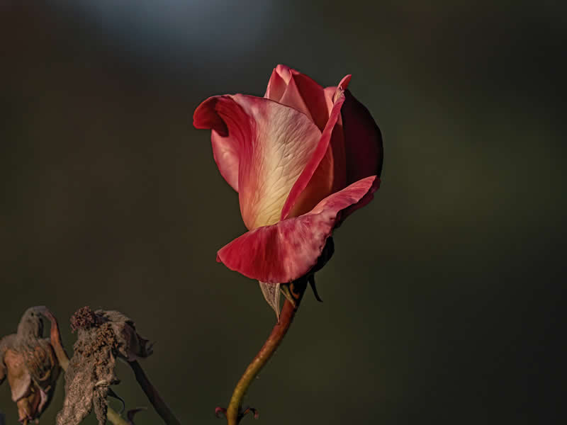 Gurushots Spring Snapshots Winners Photo Challenge