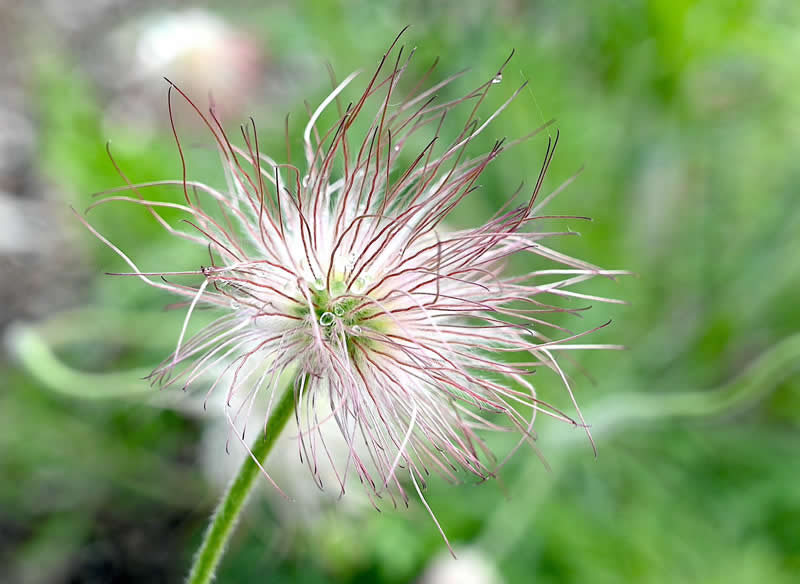 Gurushots Spring Snapshots Winners Photo Challenge