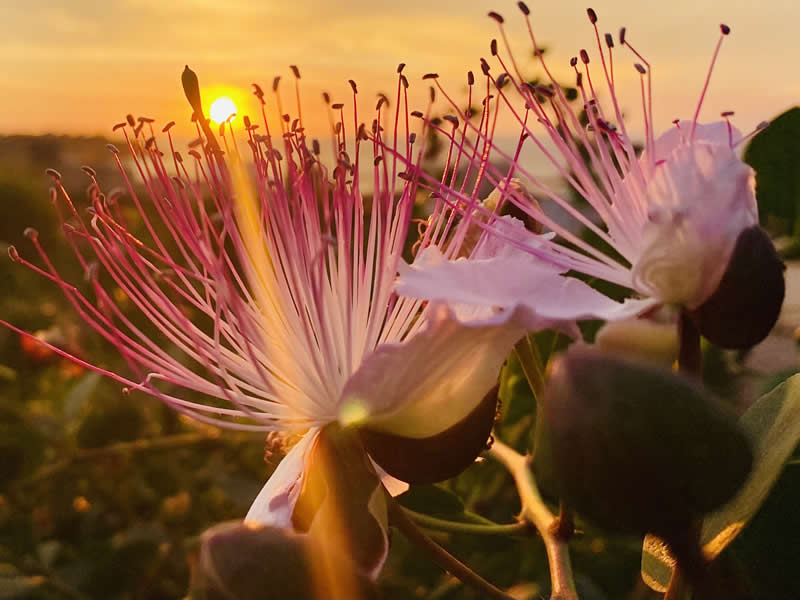 Gurushots Spring Snapshots Winners Photo Challenge
