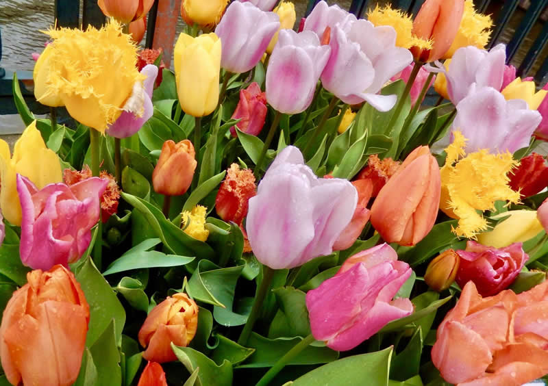 Gurushots Spring Snapshots Winners Photo Challenge