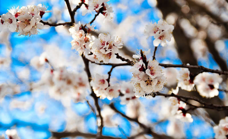 Gurushots Spring Snapshots Winners Photo Challenge