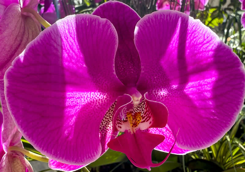 Gurushots Spring Snapshots Winners Photo Challenge