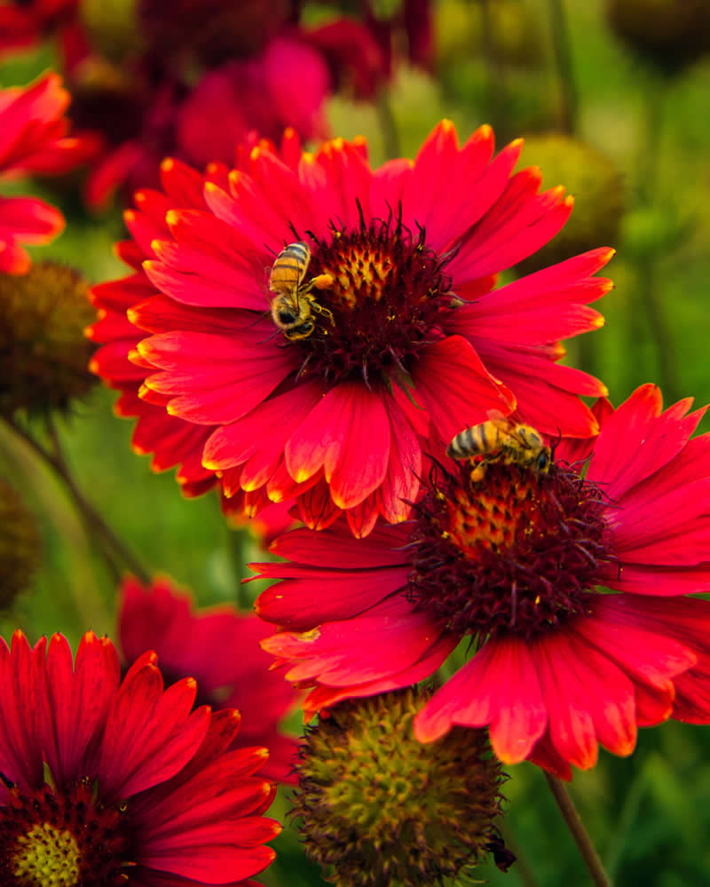 Gurushots Spring Snapshots Winners Photo Challenge