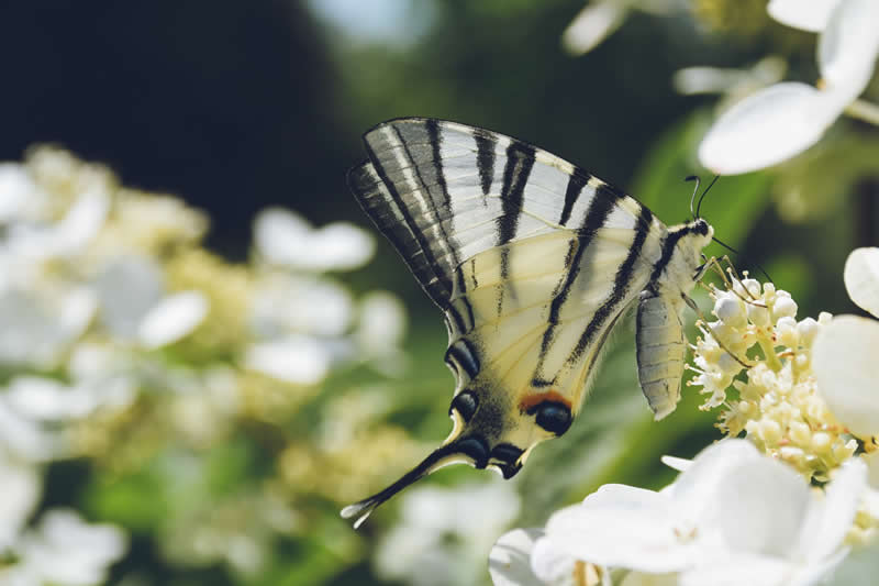 Gurushots Spring Snapshots Winners Photo Challenge