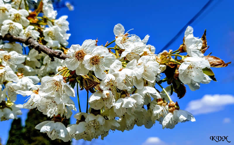 Gurushots Spring Snapshots Winners Photo Challenge