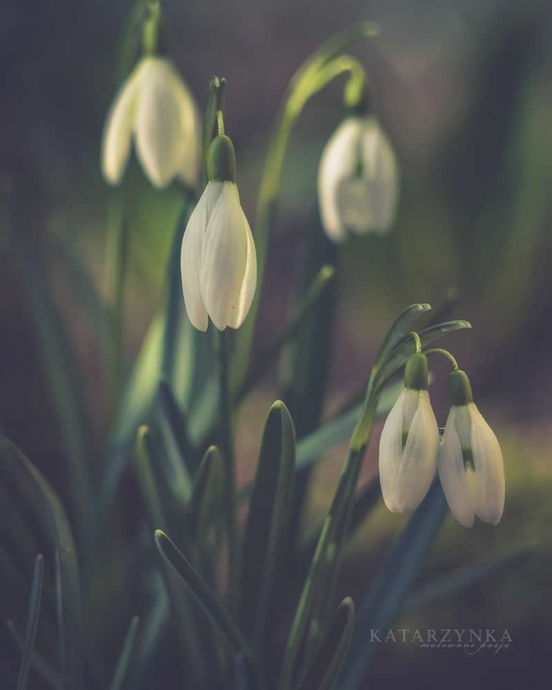 Gurushots Spring Snapshots Winners Photo Challenge