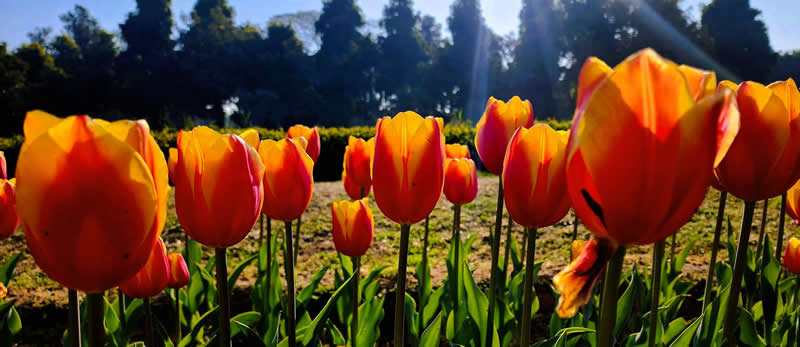 Gurushots Spring Snapshots Winners Photo Challenge