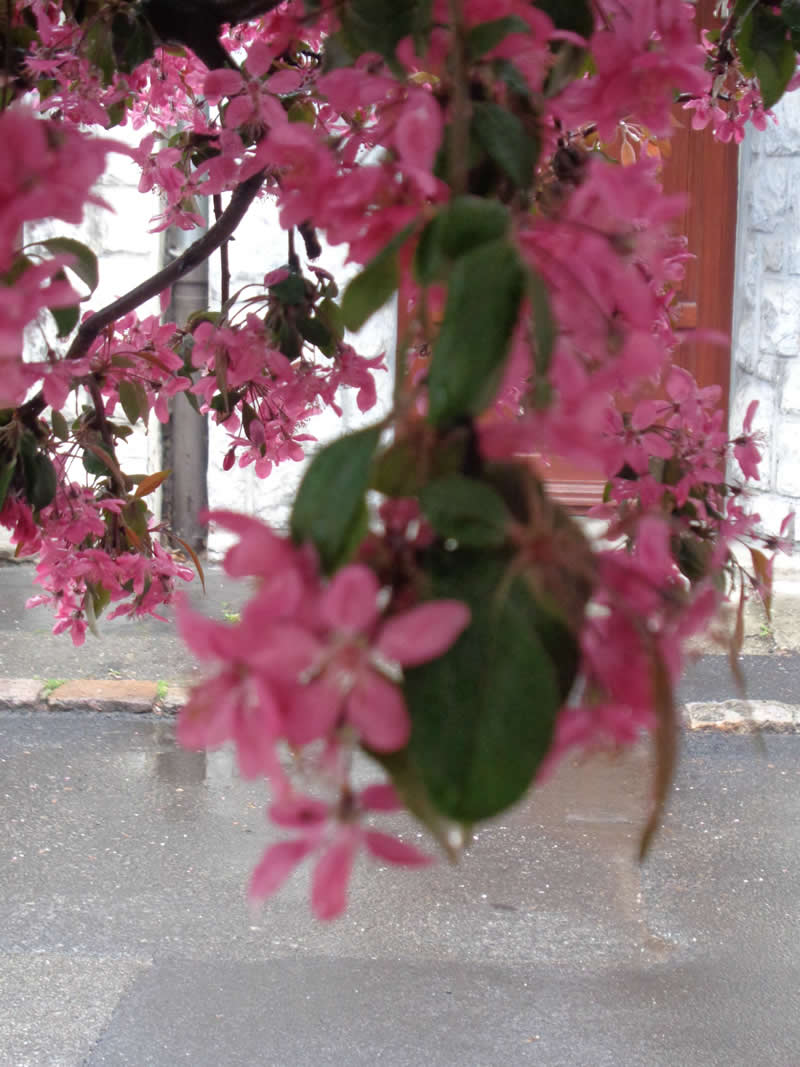 Gurushots Spring Snapshots Winners Photo Challenge